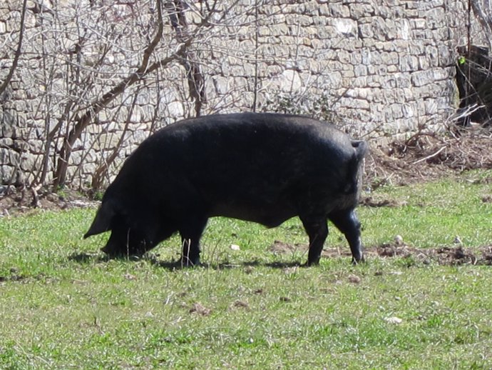 Cerdo suelto