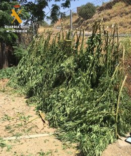 Plantas de Marihuana