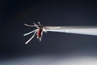 El Gobierno de Estados Unidos recomienda analizar todas las extracciones de sangre para prevenir el zika