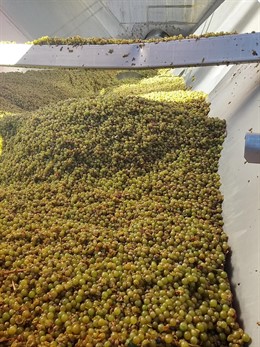 Uva Chardonnay de Bodegas Pirineos, de la DO Somontano