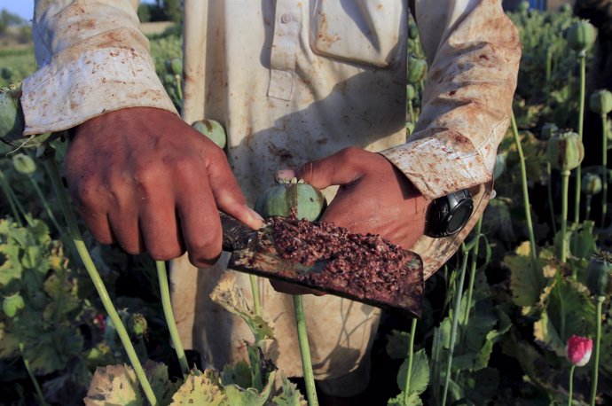 Campo de Opio en Afganistán 