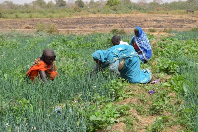 Refugiadas sudanesas y residentes chadianos cultivando