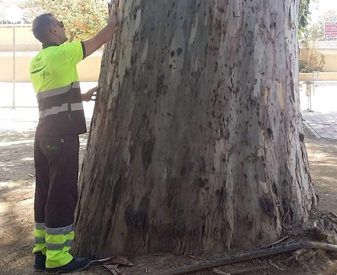  Tratamiento Contra El 'Psílido' 