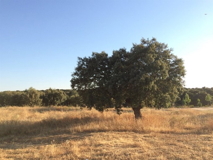 Una encina en la dehesa salmantina