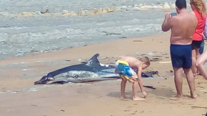 Delfín muerto en la playa de Tagle, en Cantabria 