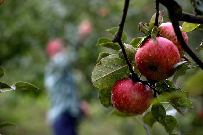 RECOGIDA DE MANZANA PARA SIDRA DE LA EMPRESA MANZANOVA