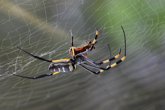 Foto: Cómo combatir el miedo a las arañas