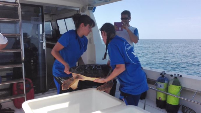 Suelta de una tortuga recuperada en l'Oceanogràfic al mar
