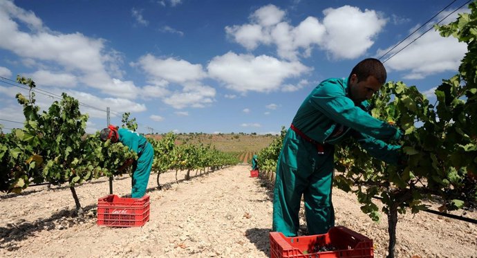 NOTA Y FOTOS: Bodegas Luzón Celebra Las V Jornadas De “Vendimia Abierta”