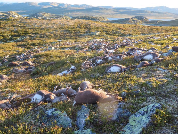Una tormenta eléctrica provoca la muerte de 323 renos en Noruega 