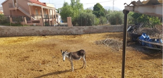 Ciudadanos denuncia el maltrato animal EN granja de equinos de Sutullena