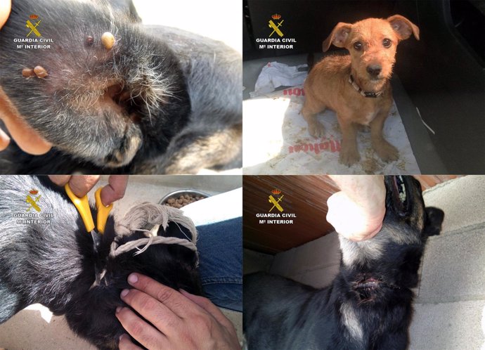 Imagenes de los perros rescatados