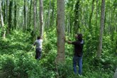 Foto: Bonn Challenge Latinoamérica, una iniciativa para la reforestación