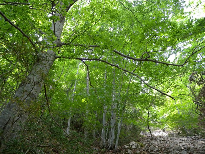 Bosque de hayas analizado en el estudio del Creaf.