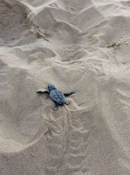 Un ejemplar de tortuga marina nacido en la playa de Tarragona
