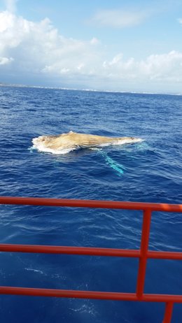 Cadáver del cetáceo aparecido en Cap Salou (Tarragona)