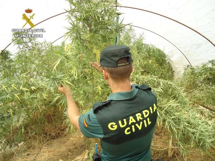 Localizan un laboratorio de marihuana en Aljaraque (Huelva).