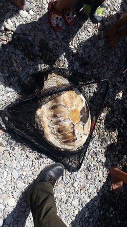 Ejemplar de tortuga boba muerta hallada en Almuñécar