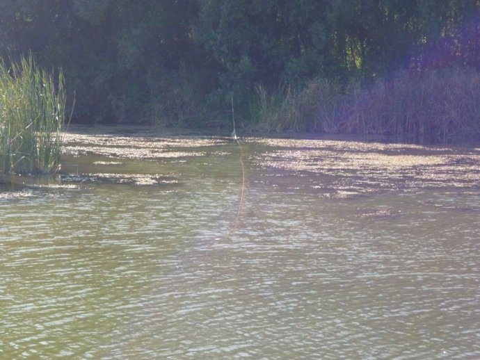 Pesca ilegal en el rio Fluvià