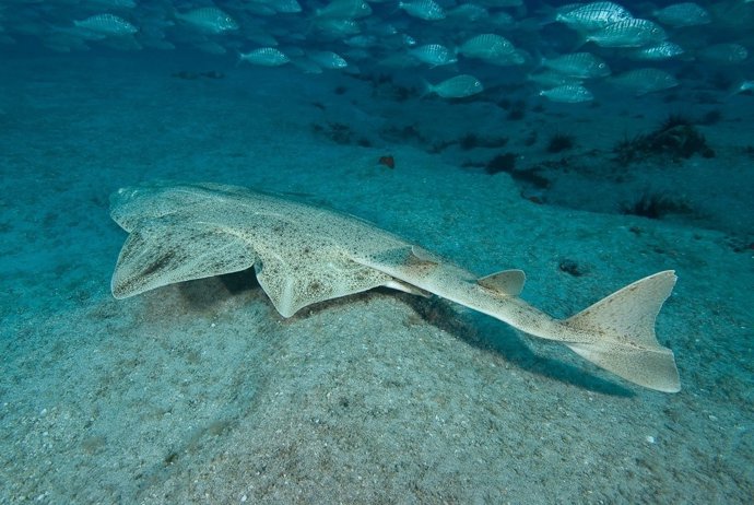 Nota De Prensa Y Fotos Redpromar 02 09 2016