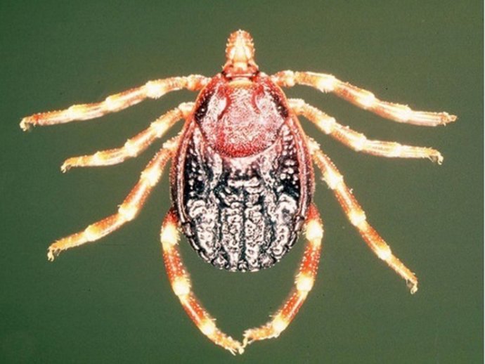 Garrapata Hyalomma marginatum 