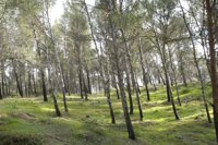 Diputación de Málaga realiza actuaciones de control de plagas en municipios