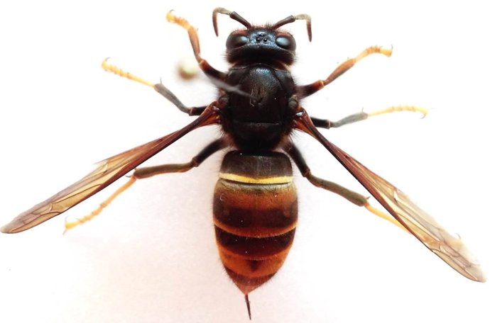 Avispa asiática 