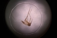 Filipinas confirma el primer caso de zika en lo que va de año