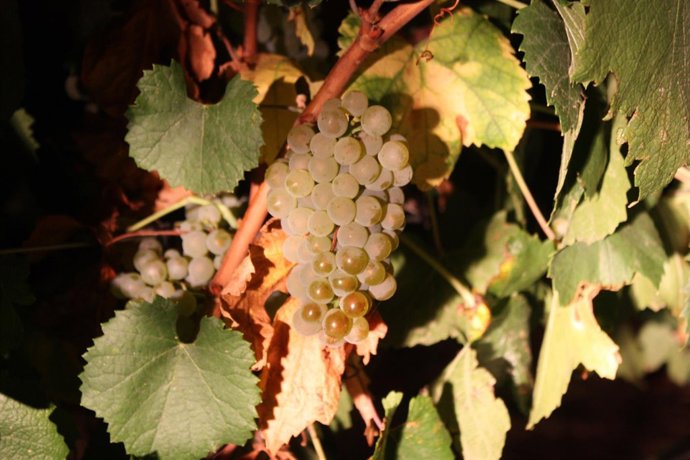 Vendimia uva blanca de Maetierra