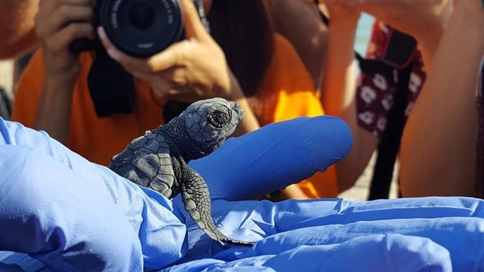 Tortuga boba recién nacida en el campamento de la Playa de La Punta
