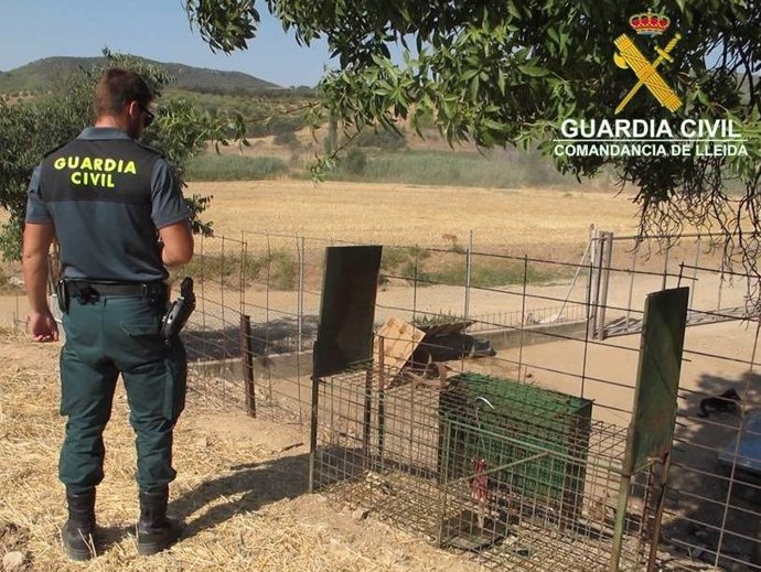 Jaula intervenida por la Guardia Civil en Os de Balaguer