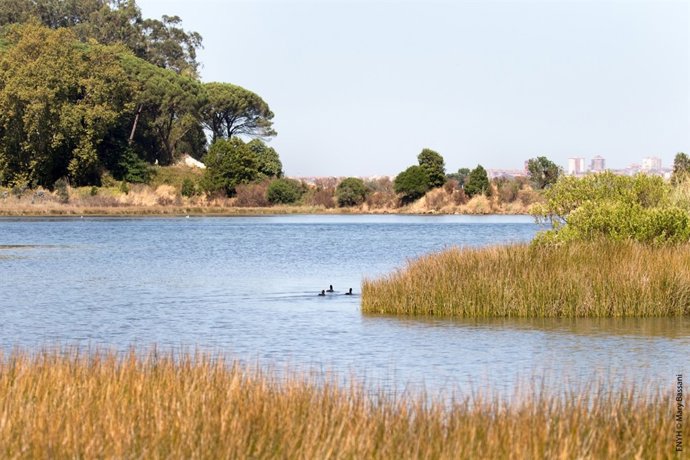 Nota De Prensa: Salvar La Marisma De Engoa