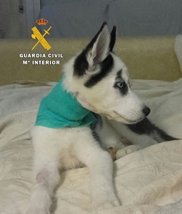 Husky objeto de la operación