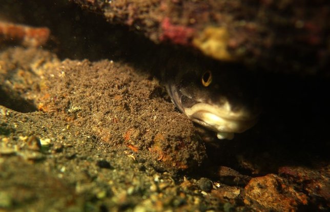 Fondo marino en la Bahía de San Vicente 