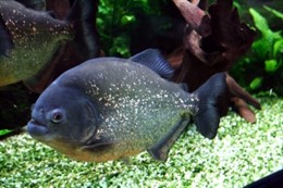 Pygocentrus nattereri 