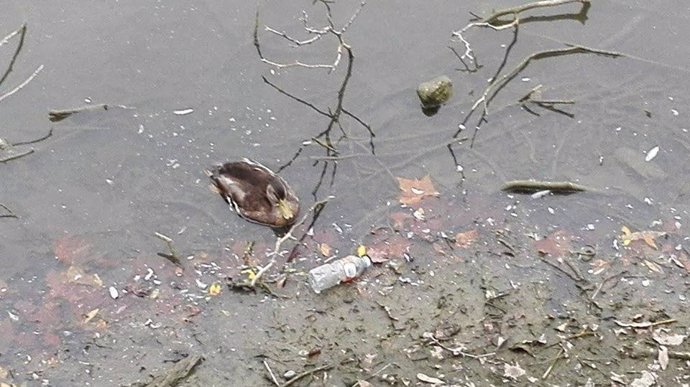 Pato en un estanque rodeado de suciedad