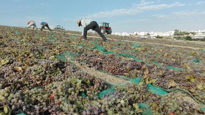 Castro del Río se adhiere a la Ruta del Vino Montilla-Moriles