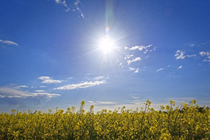 Plantas y sol