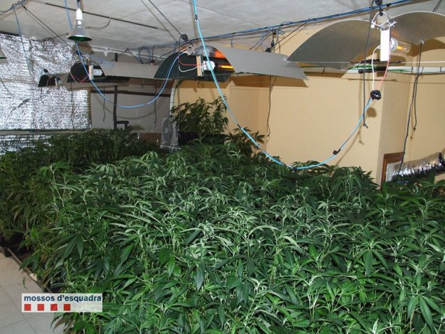 Desarticulado un grupo criminal que cultivaba y distribuía marihuana en Terrassa