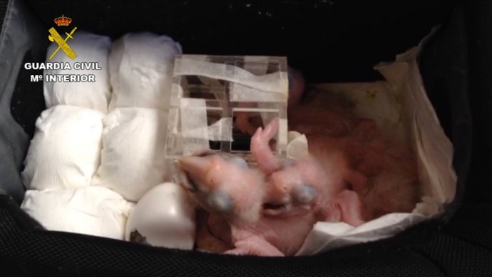 Imagen de los ejemplares de loro hablador intervenidos