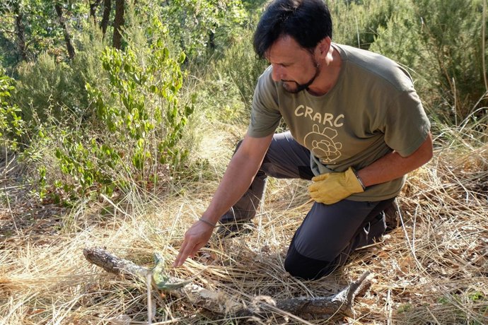 El lagarto abandonó la zona de Sant Boi tras los incendios de hace una 