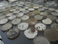 El coste adicional de que las bacterias se vuelvan resistentes