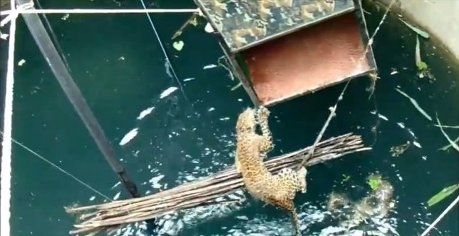 Rescate de un leopardo de un pozo en la India