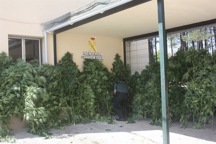 Desmanteladas plantaciones de marihuana