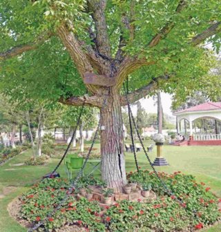 Un árbol lleva 118 años arrestado por un oficial inglés borracho