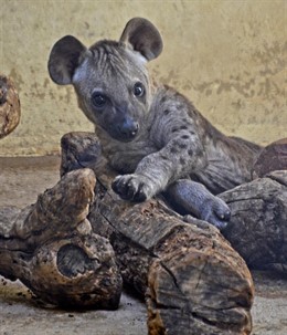 Nace una nueva hiena en Bioparc