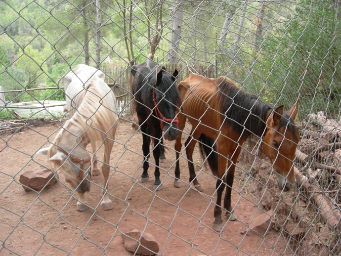 Tres caballos y tres perros estaban desnutridos en una finca de Cervellò