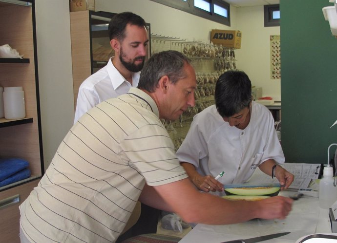 El CITA colabora en la recuperación del melón de Torres de Berrellén
