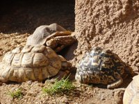 Se amplían este fin de semana las actividades del zoo de la Plaza Circular de Murcia
