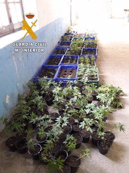 Plantas de marihuana intervenidas por la Guardia Civil.